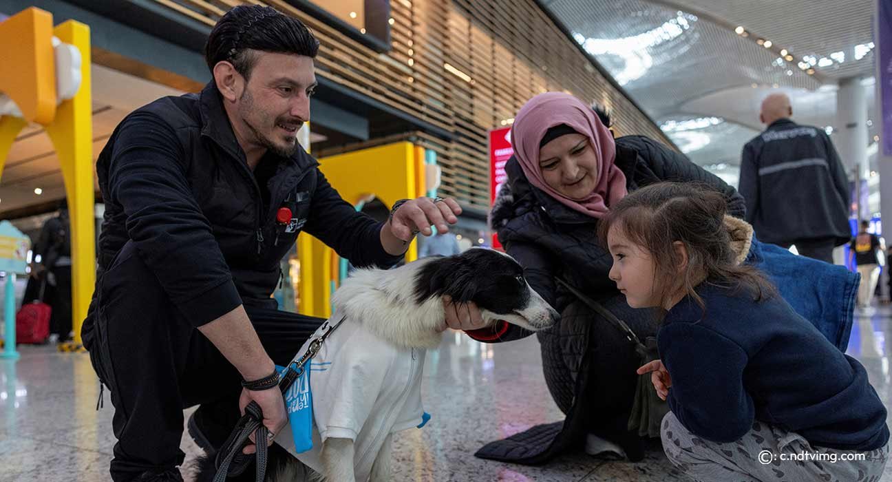 therapy dogs