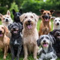 the-psychology-behind-dogs