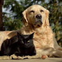 the-psychology-behind-the-black-cat-golden-retriever-theory